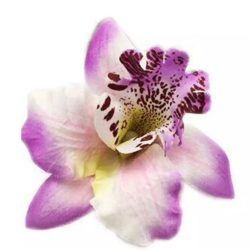 Lila orchidea hajdísz